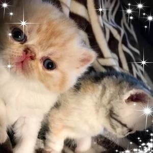 Meet your Posher, Stacy